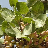 Pistacia lentiscus