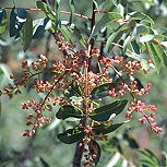 Pistacia lentiscus