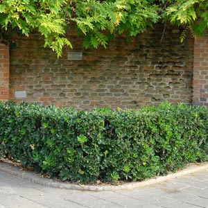 Dwarf Japanese mock orange - Pittosporum tobira 'nana'
