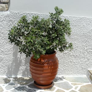 Dwarf Japanese mock orange - Pittosporum tobira 'nana'