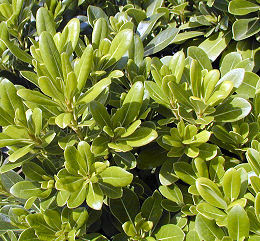 Japanese mock orange - Pittosporum tobira