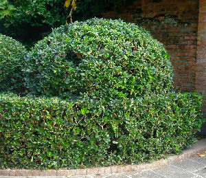 Japanese mock orange - Pittosporum tobira