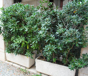 Japanese mock orange - Pittosporum tobira