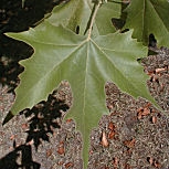 Plane Tree - London Plane Tree - Platanus acerifolia