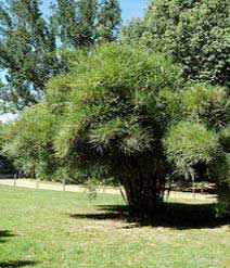 Pleioblastus linearis