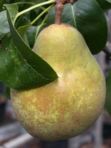Pear tree 'Beurr� hardy'
