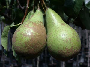 Pear tree 'Conference'