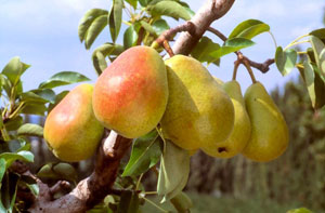 Pear tree 'Doctor Jules Guyot'