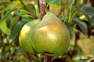 Pear tree 'Doyenne du Comice'