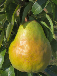 Pear tree 'William's'