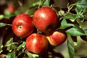 Apple tree 'Reine des reinettes'