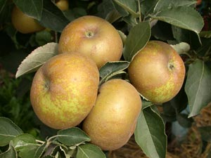 Apple tree 'Reinette grise du Canada'