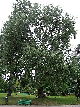 White Poplar - Populus alba 