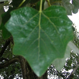 White Poplar - Populus alba 