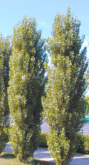 Black Poplar &nbsp;- Populus nigra