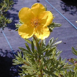 Shrubby Potentilla or Shrubby Cinquefoil