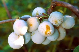 Plum tree 'Mirabelle de Nancy'
