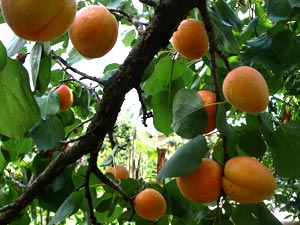 Apricot tree 'Hatif de Colomer'