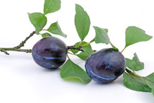 Plum tree 'Quetsche d�Alsace'