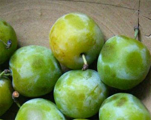 Plum tree 'Reine Claude de Bavay'