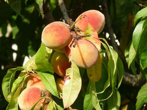The vine peach tree