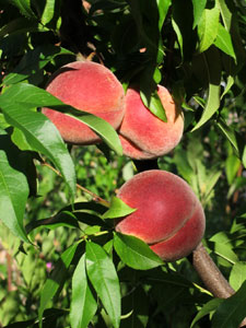Peach tree with yellow flesh