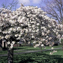 &nbsp;Wild Cherry - Prunus avium