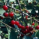&nbsp;Wild Cherry - Prunus avium