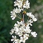 &nbsp;Wild Cherry - Prunus avium