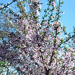 Cherry Plum &nbsp;- Prunus cerasifera - Prunus myrobolana