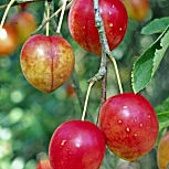 Cherry Plum &nbsp;- Prunus cerasifera - Prunus myrobolana