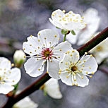 Cherry Plum &nbsp;- Prunus cerasifera - Prunus myrobolana