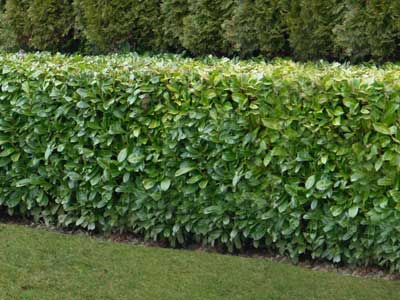 Laurier-palme ou laurier � feuilles rondes