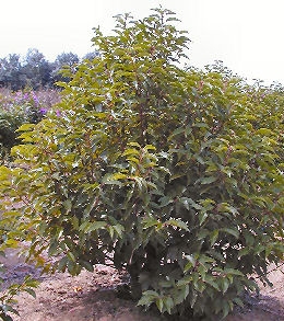 Portugal Laurel - Prunus lusitanica - Laurocerasus lusitanica