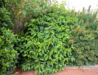 Portugal Laurel - Prunus lusitanica - Laurocerasus lusitanica