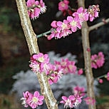 Japanese Apricot - Prunus mume - armeniaca mume