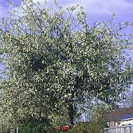Bird Cherry - Prunus padus - Padus racemosa