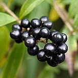 Bird Cherry &nbsp;- Prunus padus - Padus racemosa