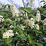 Bird Cherry - Prunus padus - Padus racemosa