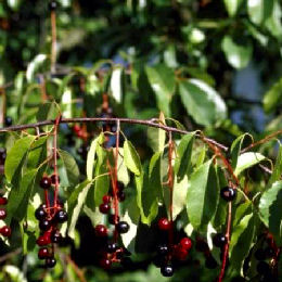 Black Cherry - Prunus serotina 