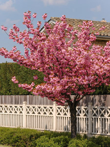 Oriental Cherry - Prunus serrulata