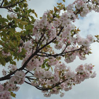 Oriental Cherry - Prunus serrulata - Flowers