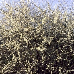 Blackthorn - Prunus spinosa