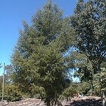 Douglas Fir - Pseudotsuga menziesii