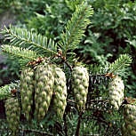 Douglas Fir - Pseudotsuga menziesii