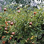 Dwarf Pomegranate - Punica granatum nana