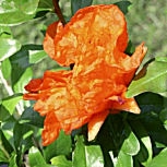 Dwarf Pomegranate - Punica granatum nana