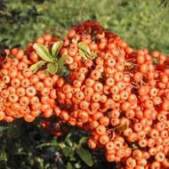 Pyracantha Saphyr