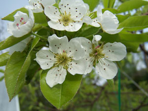 Pear tree 'Louise Bonne' Flowers Pear tree 'Louise Bonne' Flowers