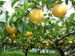Nashi Fruits Nashi Fruits